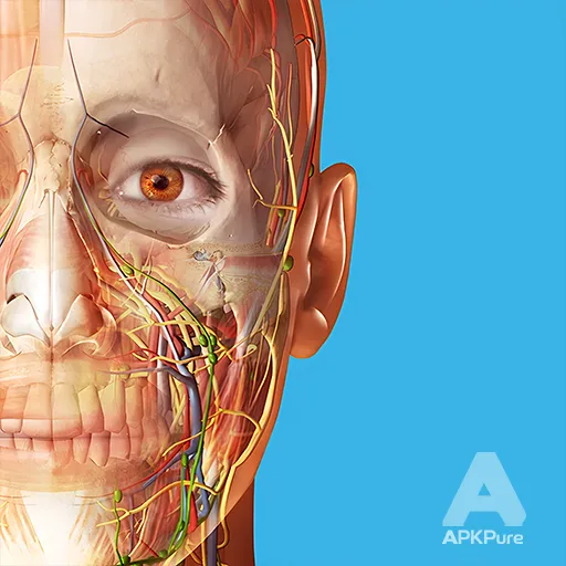 Human Anatomy Atlas 2026